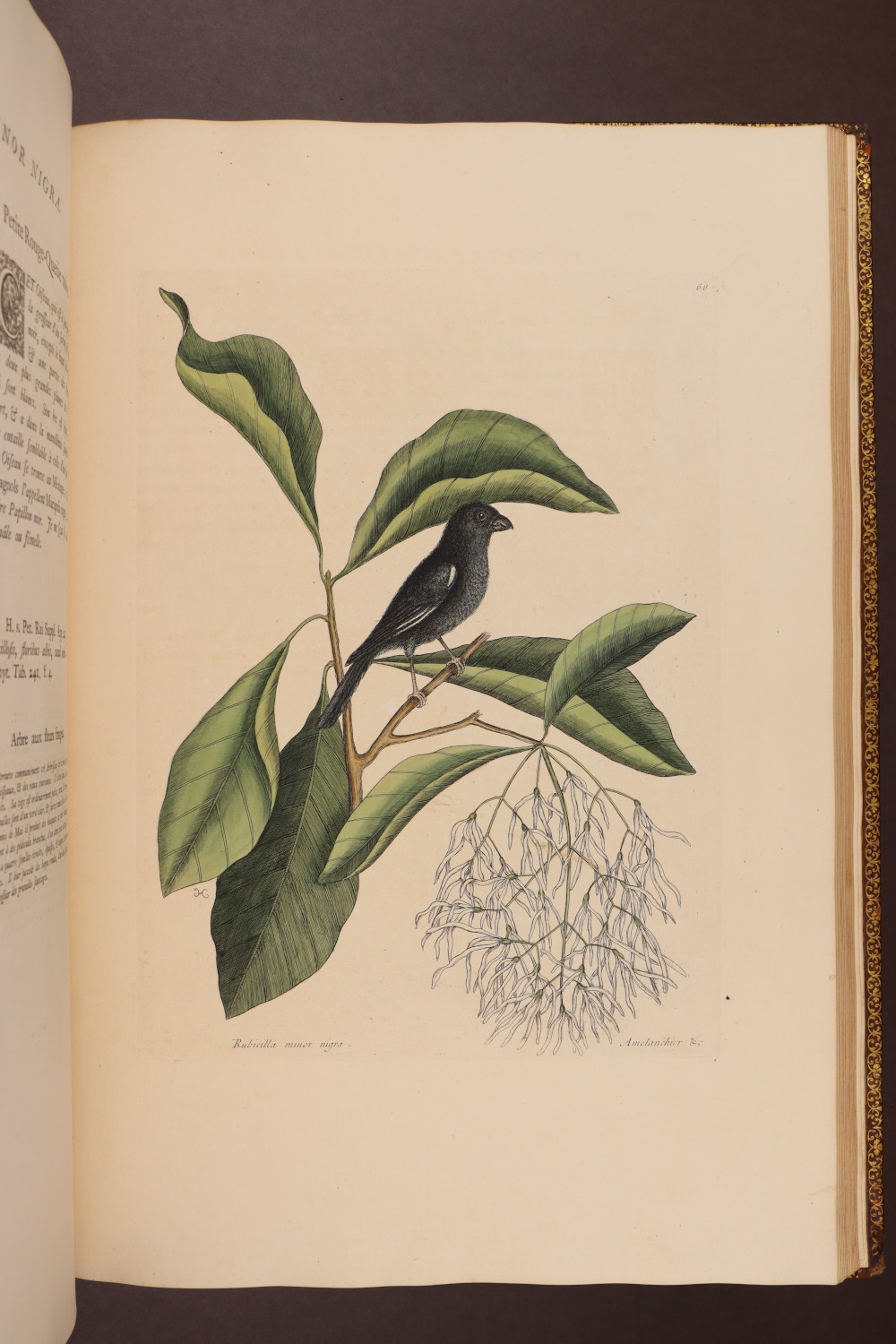 Plate 68